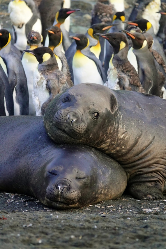 Elephant seals