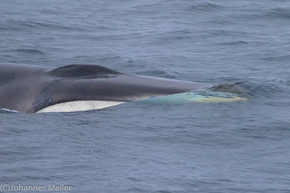 The white lower jaw of a Finwhale