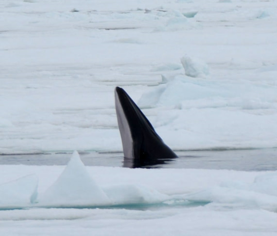 North Spitsbergen, Arctic Spring, June MinkeWhale © Peter Tadin-Oceanwide Expeditions.jpg