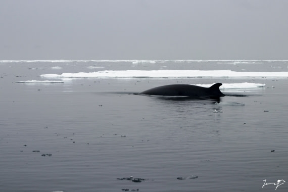 Close Encounter with Minke Whale