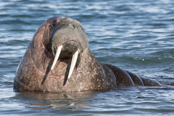 Walrus 3