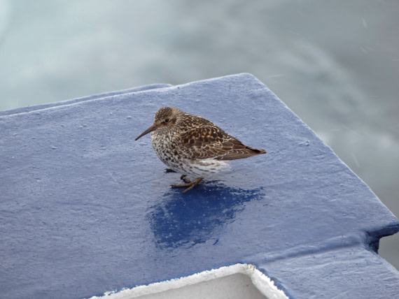 A surprise visitor to Plancius at 82 deg N