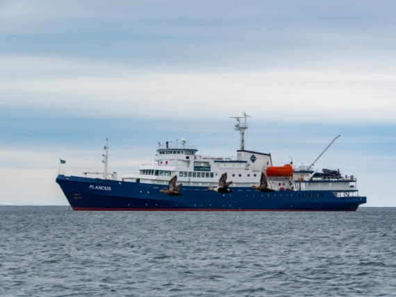 Kingeidereenden voor de Plancius