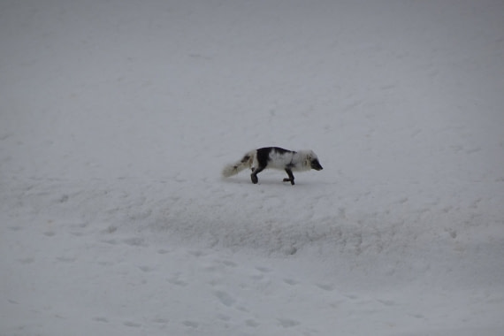 OTL03-18 Arctic fox on the cliffs at Alkefjellet
