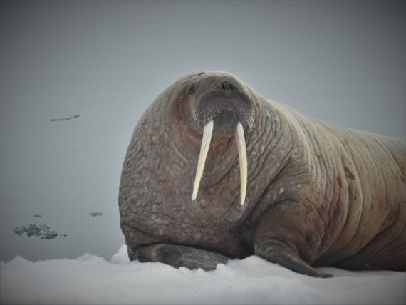 Walrus 1