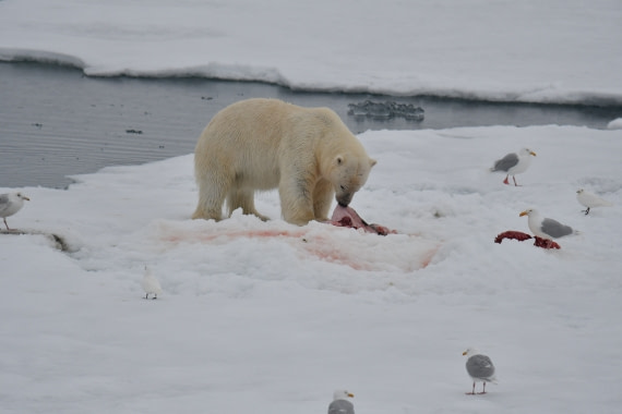 Polar Bear with Kill