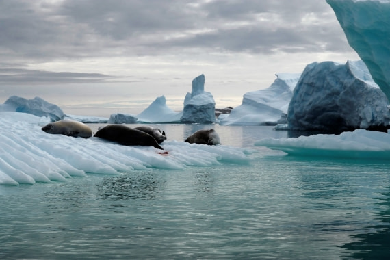 Seals on Pleneau Island