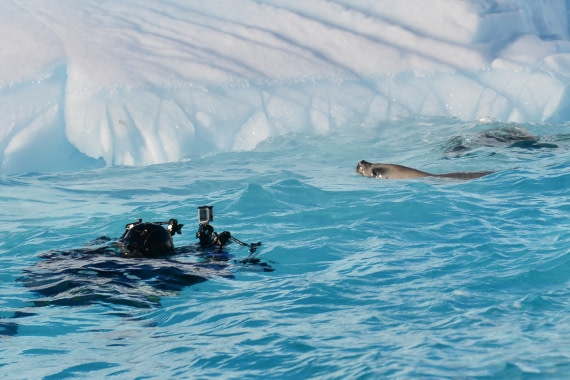 dive with seals