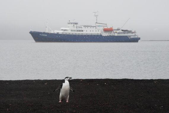 Chinstrap penguin with Plancius at Deception Island