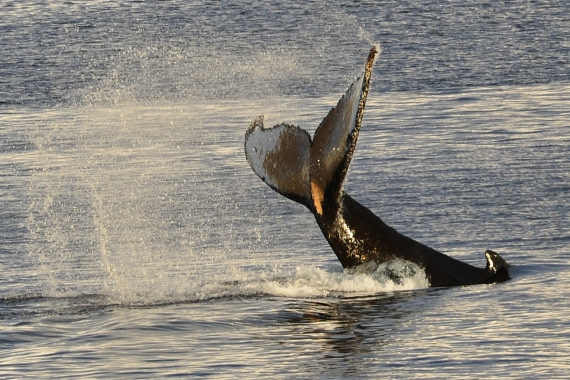 Whale tail