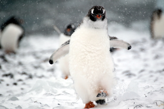 Antarctica in Snow
