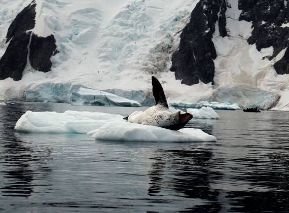 Leopard Seal