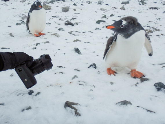 curious Gentoo's