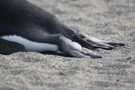 Penguin's Feet