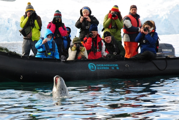 Leopard seal presents to the people