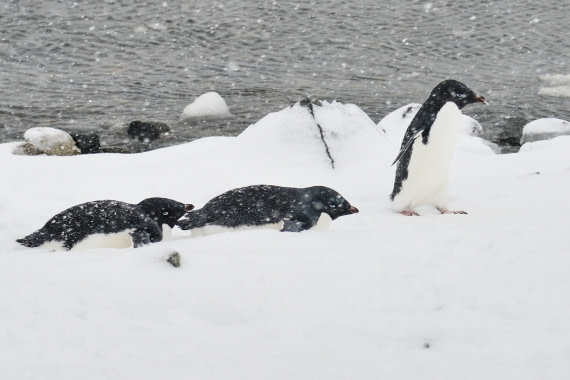 Adelie Penguins