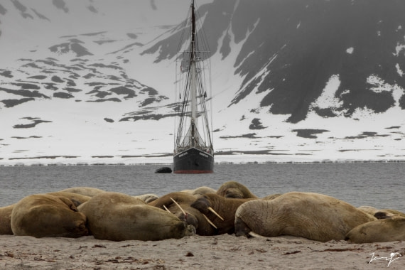 Rembrandt behind the Walrus