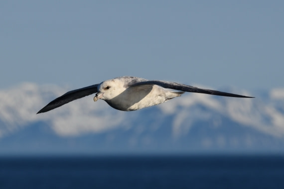 Northern Fulmar gliding in the wind