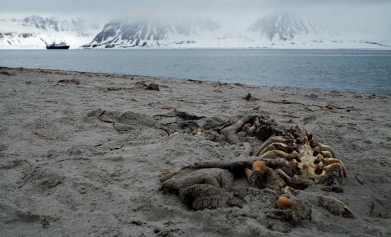 This walrus saw a polarbear