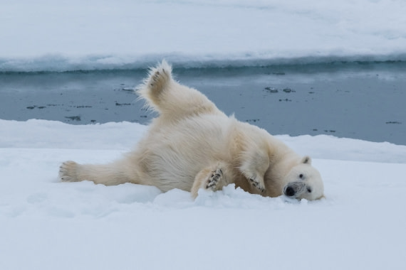 Polar bear enjoying the snow