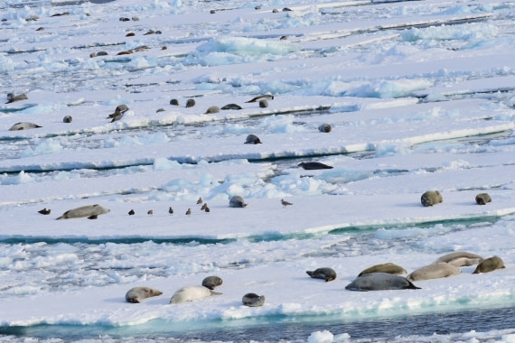seals on ice