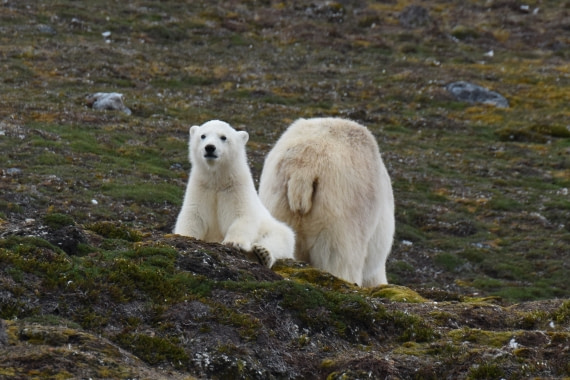 A polar bear cub is looking at the visitors