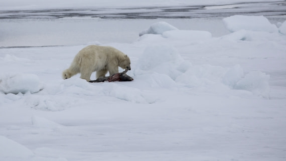 Polar bear with kill
