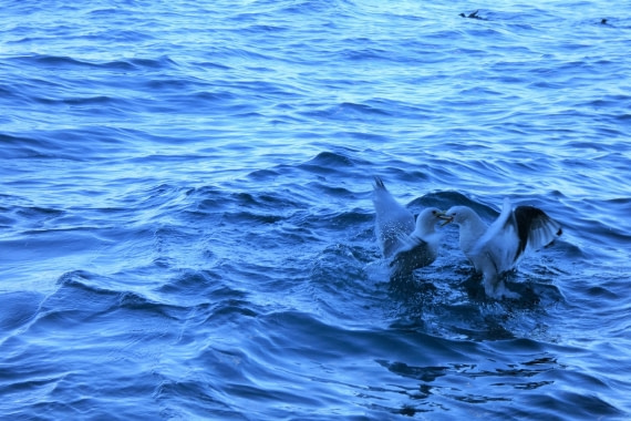 Definitely no love lost!