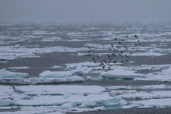 Birds in the pack-ice