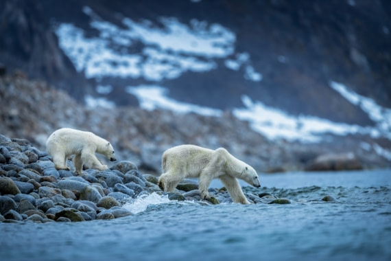 The struggle for survival