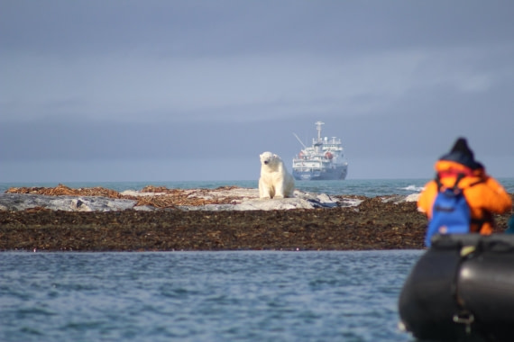 Polor bear on Kvitoya