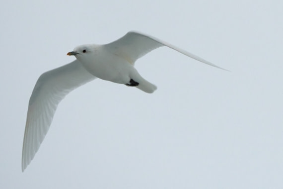 Ivory Gull