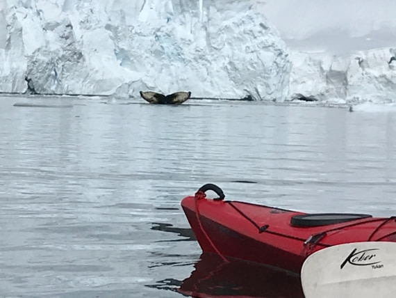 Kayaking with humpback whales