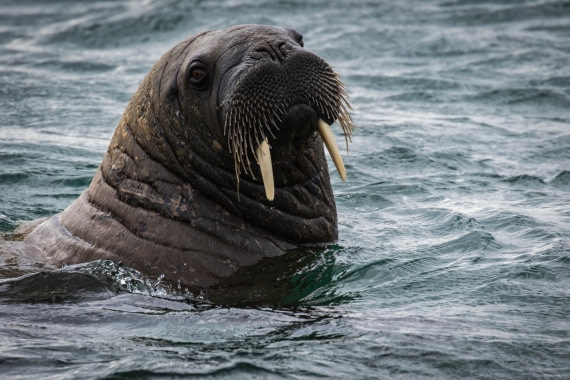 Walrus