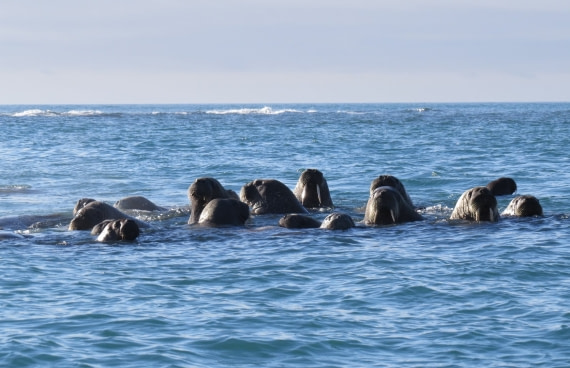 It's swimming time !