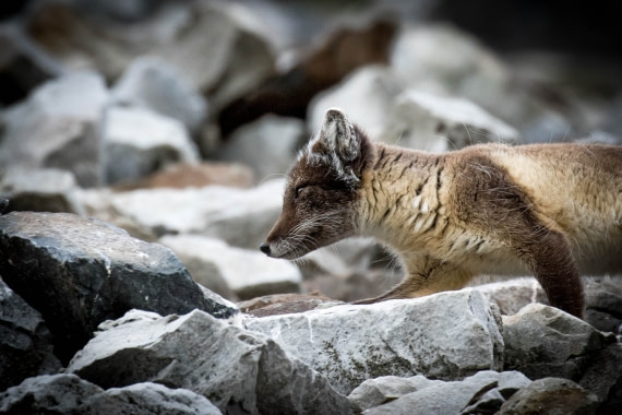 Arctic Fox