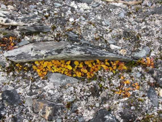 protected polar willow