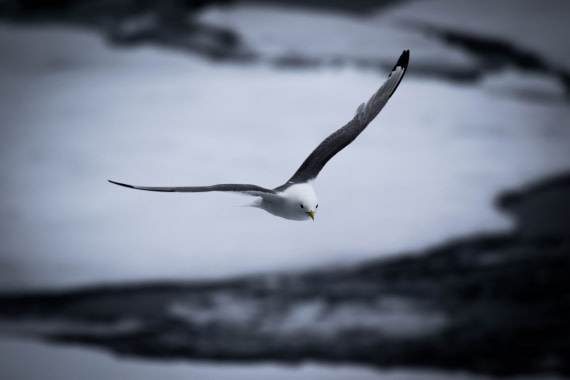 kittiwake
