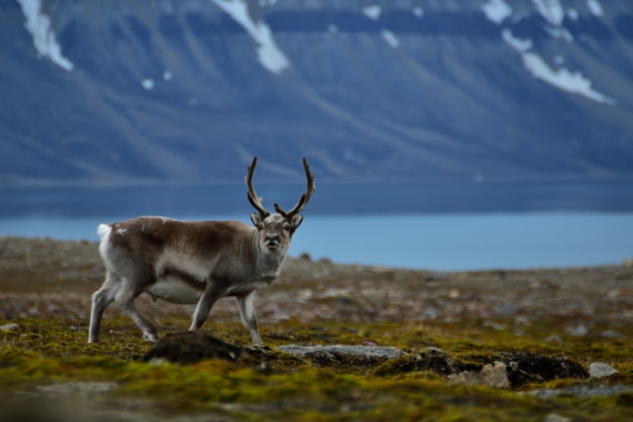Svalbard Reindeer