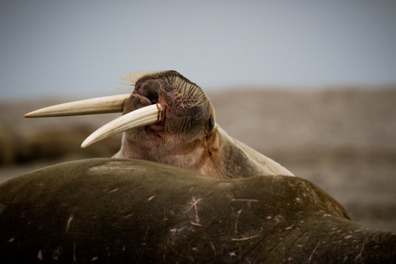Walrus