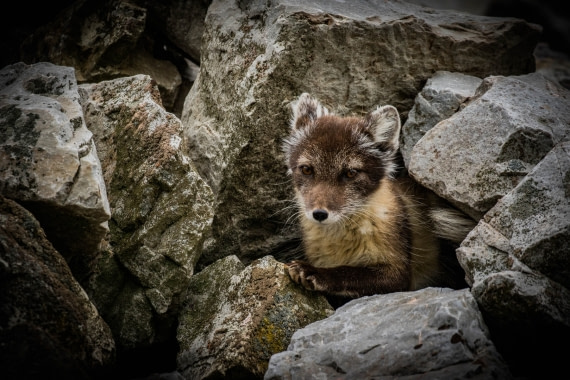 Arctic Fox