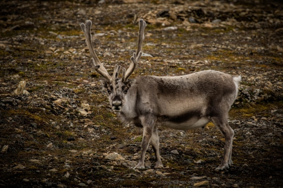 Reindeer face to face