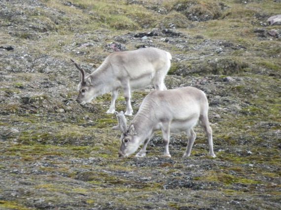 Rudolph and Dancer, reindeers of Santa Claus recovering strength...