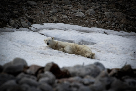 Relaxing polar bear