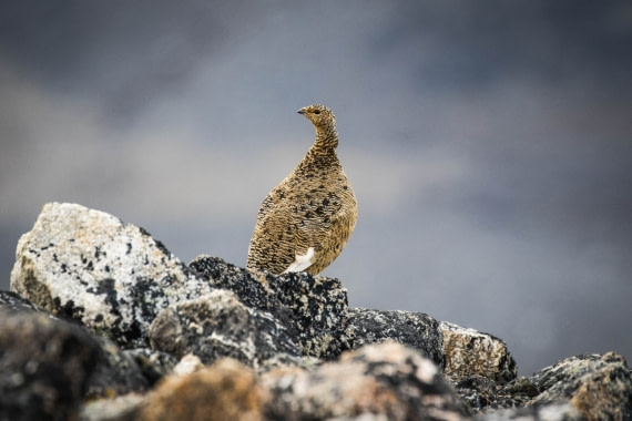 rock ptarmigan