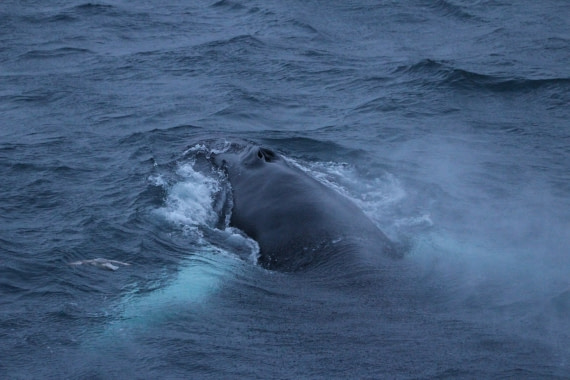 Humpback whale in Greenland Sea