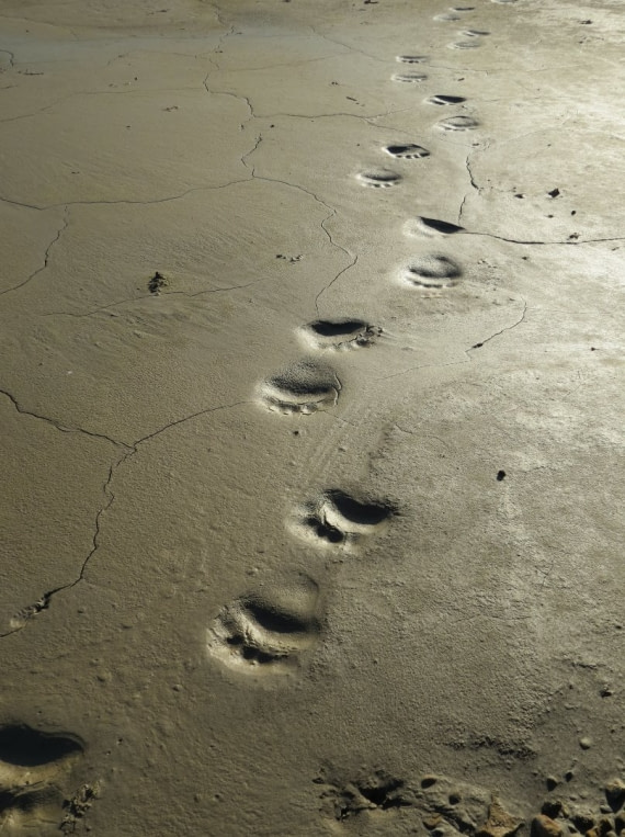 Polar Bear Footprints