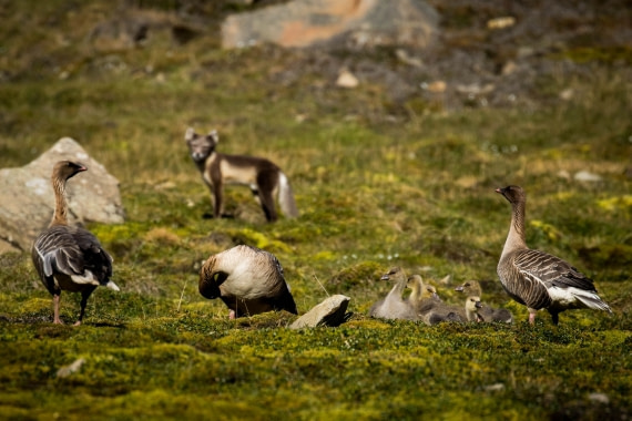 hunting Arctic Fox in Longyearbien