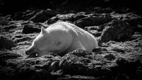 Relaxing polar bear