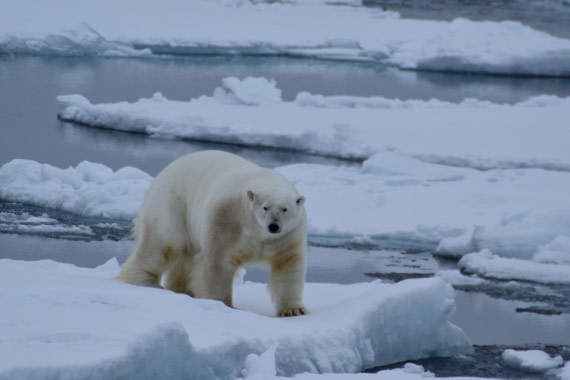 Polar bear